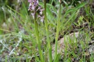 Anacamptis syriaca